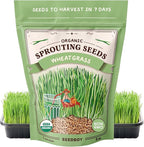 Seedboy Organic Wheatgrass Seeds - Hard Red Spring, Non-GMO, USA Grown Microgreens & Sprouting Seeds - 8 oz Bag Yields 5 Quarts (Hard Red Spring Wheatgrass)