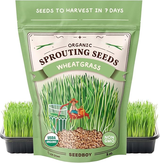 Seedboy Organic Wheatgrass Seeds - Hard Red Spring, Non-GMO, USA Grown Microgreens & Sprouting Seeds - 8 oz Bag Yields 5 Quarts (Hard Red Spring Wheatgrass)