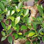 Brussel's Bonsai Live Golden Gate Ficus Indoor Bonsai Tree - Small, 4 Years Old, 5 to 8 In - Live Bonsai Tree in Ceramic Bonsai Pot with Humidity Tray