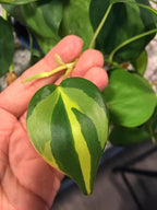RedCrocus Philodendron 'Brasil' – Variegated Heartleaf Indoor Plant – Easy Care, Air Purifying, Bright Indirect Light, Tropical Foliage, Pet Friendly (Toxic to Pets) 8" Hanging Basket