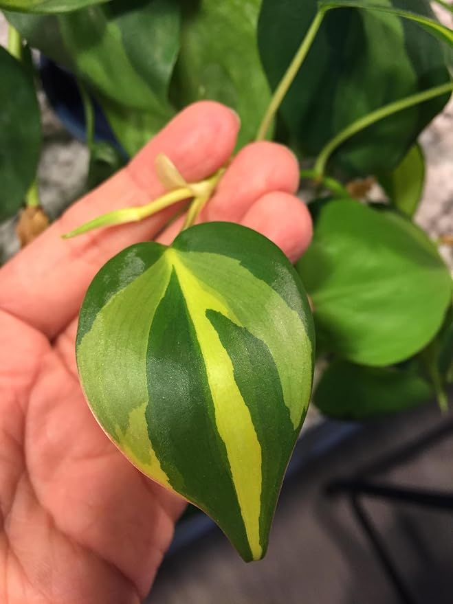 RedCrocus Philodendron 'Brasil' – Variegated Heartleaf Indoor Plant – Easy Care, Air Purifying, Bright Indirect Light, Tropical Foliage, Pet Friendly (Toxic to Pets) 8" Hanging Basket