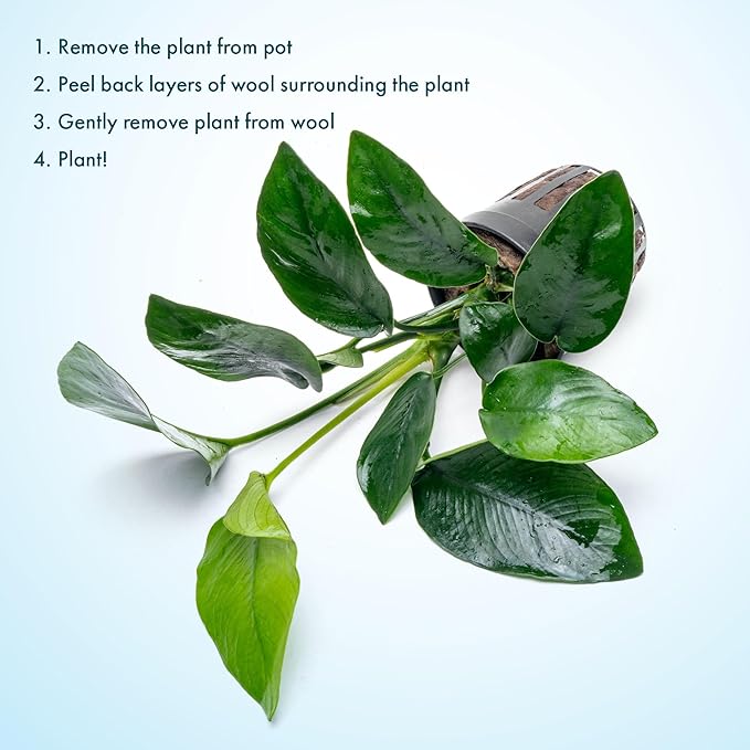 SubstrateSource Anubias Live Aquarium Plants - Anubias Nana Tropica (Anubias barteri Nana) - Low Light Epiphytic Rhizome for Foreground to Midground Freshwater Aquascapes, Dark Green Accent - Pot