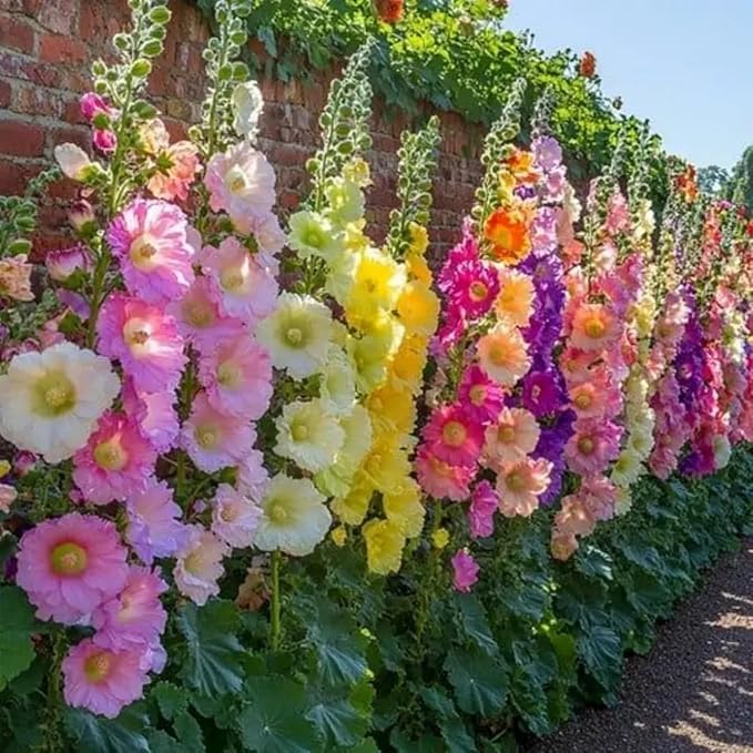 300+ Hollyhock Seeds for Planting Multicolored Heirloom Double Hollyhock Seeds, Rare Biennial Attracts Pollinators