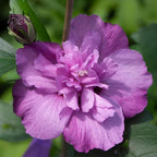 Proven Winners 2 Gal. Dark Lavender Chiffon Rose of Sharon (Hibiscus) Shrub