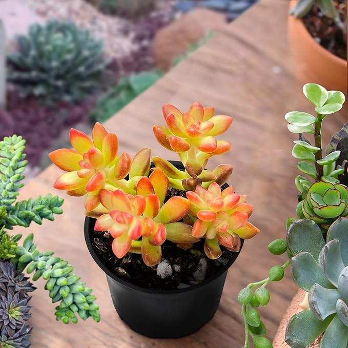 Sprout N Green Sedum adolphii 'Shooting Stars', Mini Live Succulent Fully Rooted in 2" Pot, House Plant for Indoor Outdoor Home Office Wedding Decoration Party Favor, Pets Friendly