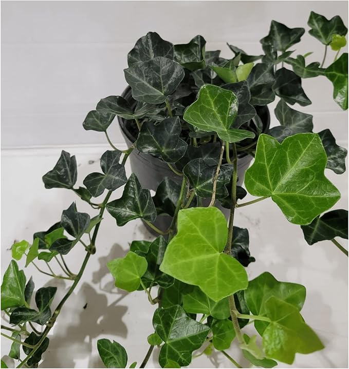 English Ivy Hardy Groundcover/Climbing Vine 50 Plants 2" Pots