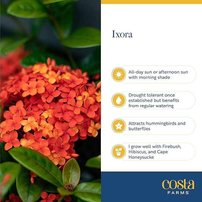 Costa Farms Ixora Maui Red (Jungle Flame) Live Outdoor Plant, Flowering Tropical Shrub, 24-36 Inches Tall, Attracts Butterflies, Full Sun Live Houseplant