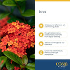 Costa Farms Live Ixora Plant Blooming Shrub in 10in. Pot, Grower's Choice Color Flowers - Houseplant for Garden & Home Decor - Indoor, Outdoor and Patio Plant