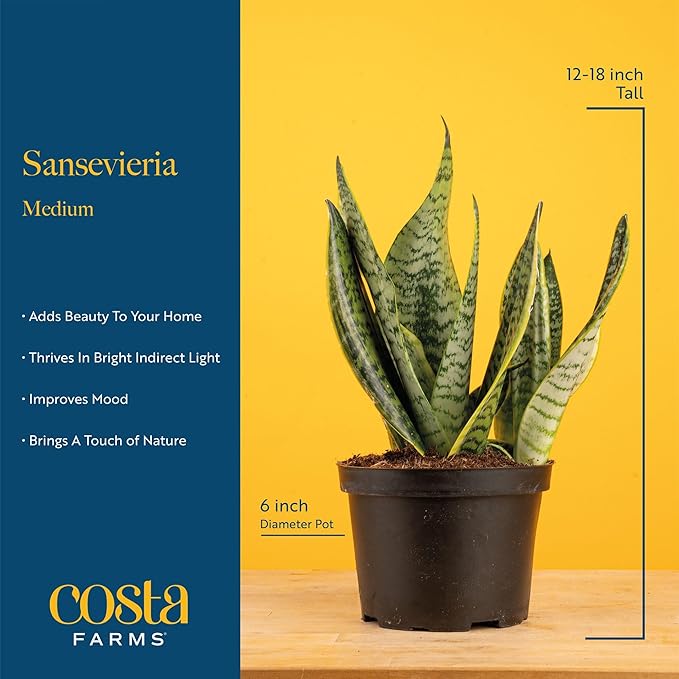 Costa Farms Snake Plant, Mother-in-Law's Tongue Live Plant in Decorative Pot, Large Easy to Maintain Indoor Succulent Houseplant Assorted Variety, Home, Room, or Office Décor, 12-20 Inches Tall