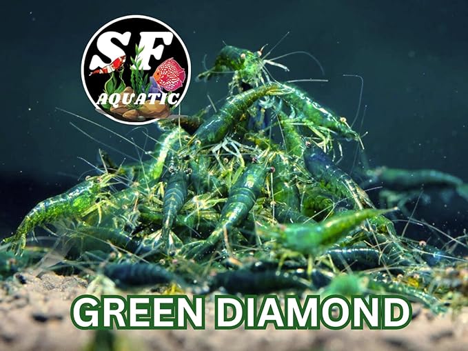 SF Aquatic™ 10 Green Diamond High Grade Neocaridina Live Freshwater Aquarium Shrimps Fully Mature Breeding Age. Live Arrival Guarantee.