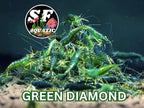 SF Aquatic™ 10 Green Diamond High Grade Neocaridina Live Freshwater Aquarium Shrimps Fully Mature Breeding Age. Live Arrival Guarantee.