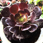 Easy Care Aeonium Plant Live 4” Pot, Rare Succulents Plants Live, Well Rooted, Easy Care House Plants (Black)