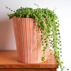 Sprout N Green 4" String of Pearls, Live Trailing Succulent Fully Rooted in Pots with Soil Mix, for Home Office Wedding Hanging Decoration, DIY Projects, Party Favor, Keep Away from Pets