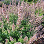 RedCrocus Whispurr Pink' Catmint Nepeta x faassenii, Bushy Perennial for Borders & Containers, Attracts Pollinators, Pet Safe, Drought Tolerant, Easy Care, 12 2 Gallon