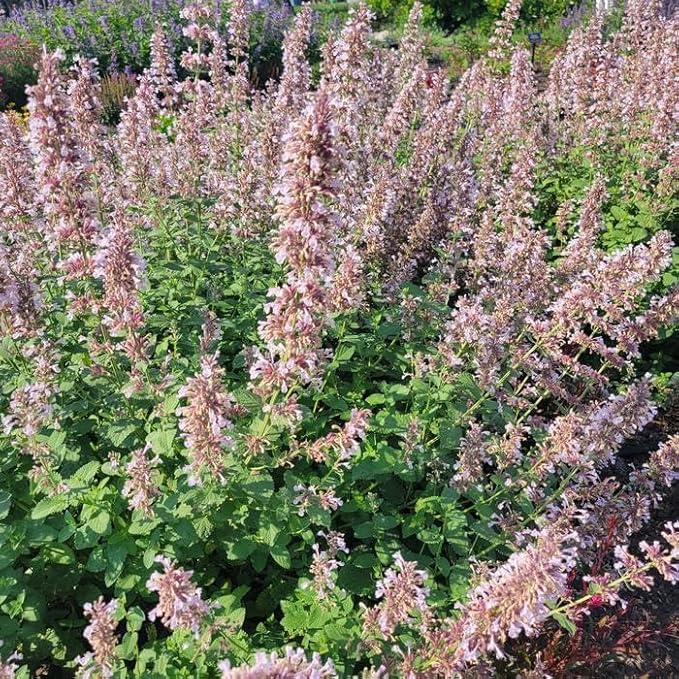RedCrocus Whispurr Pink' Catmint Nepeta x faassenii, Bushy Perennial for Borders & Containers, Attracts Pollinators, Pet Safe, Drought Tolerant, Easy Care, 12 2 Gallon