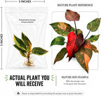 Philodendron Orange Princess Marble Tissue Culture Starter, Live Plant, Philodendron Plant, Indoor Plant, Variegated Houseplant, Live Plants Indoor, Mini Plant Gift for Collectors