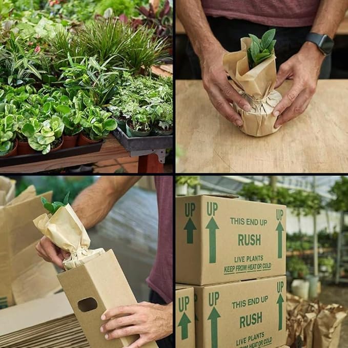 Money Tree 'Guiana Chestnut' Pachira Braid | Live Plant for Indoor & Outdoor | for Living Room, Office, Bathroom | (10" Pot)