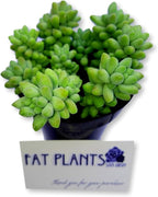 Living Succulent 4" Donkey Tails, Fully Rooted Succulents Plants Live, Succulent Plants Trailing Hanging, Sedum Burrito House Plant for Home Office Decoration, DIY Projects, Party Favor Gift