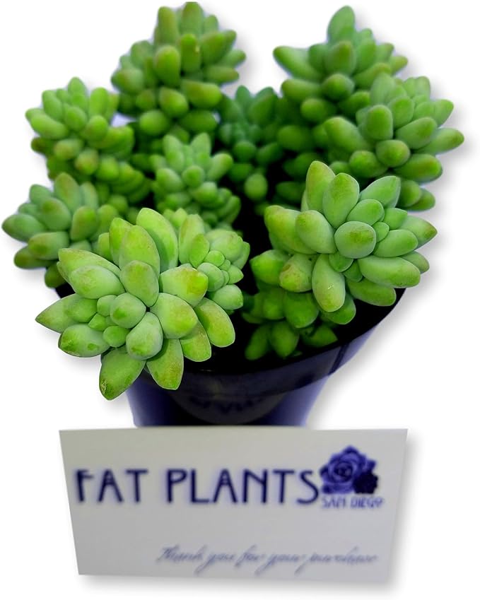 Living Succulent 4" Donkey Tails, Fully Rooted Succulents Plants Live, Succulent Plants Trailing Hanging, Sedum Burrito House Plant for Home Office Decoration, DIY Projects, Party Favor Gift