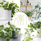 Small Metal Trellis for Potted Plants, 3 Pcs Gold Trellis for Climbing Plants Indoor, Plant Support Stake Mini House Plant Trellis for Hoya, Flower, Pothos, Monstera