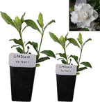 Gardenia Veitchii - Everblooming - Gardenia Jasminoides. Fragrant Evergreen Shrub with Glossy Foliage and Pure White Blooms, Perfect for Pots, Borders, or Gardens (2 Gardenia Veitchii Plants in Sac)