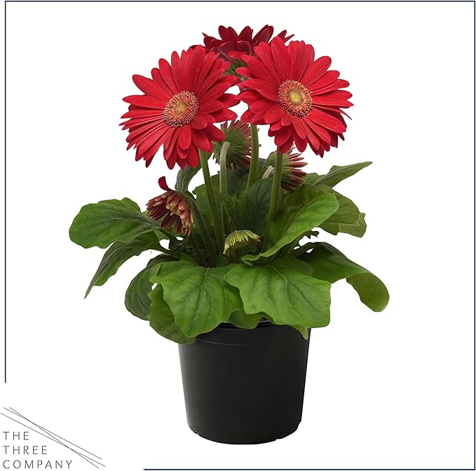 Live Flowering Gerbera Daisies - Shades of Pink (3 Plants Per Pack) - Beautiful Spring Flowers - 12" Tall by 5" Wide in 1 Qt Pot
