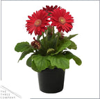 Live Flowering Gerbera Daisies - Shades of Pink (2 Plants Per Pack) - Beautiful Spring Flowers - 12" Tall by 5" Wide in 1 Qt Pot