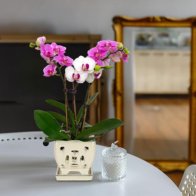 W&W Orchid Pot with Holes and Saucer for Repotting, Cream White, 5.5"