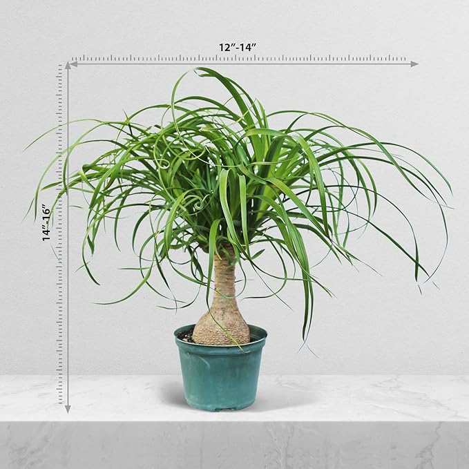 Live Ponytail Palm, Bottle Palm, Elephant Foot Tree, Rare Houseplant, Palm Tree Indoor Potted Plant, Birthday Gift, Housewarming Gift, Christmas Gift in 6" Pot