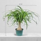 Live Ponytail Palm, Bottle Palm, Elephant Foot Tree, Rare Houseplant, Palm Tree Indoor Potted Plant, Birthday Gift, Housewarming Gift, Christmas Gift in 6" Pot