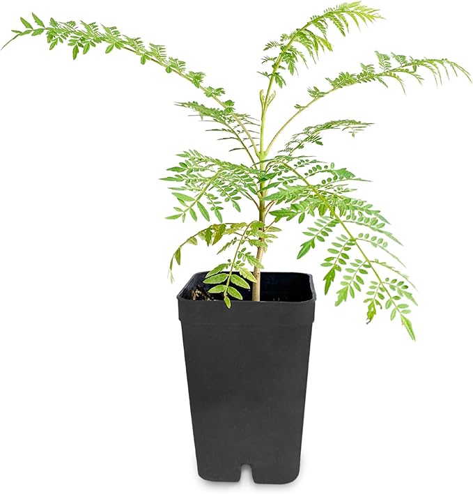 My Shelfie - Bonsai Starter Jacaranda Tree, 3-4 Inch Tall Tree in 2-Inch Pot, Live Plants Outdoor Hardiness Zones 9-11, Bonsai Live with Purple Flowers