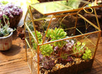 Glass Geometric Plant Terrarium,Succulent & Air Planter for Home Garden Office Decoration (Gold House)