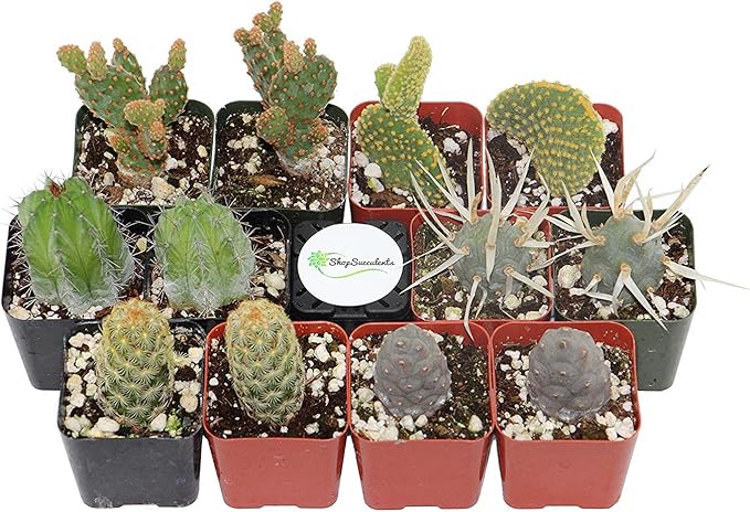 Shop Succulents | Cool Cactus Collection of Live Succulent Plants, Hand Selected Variety Pack of Cacti | Collection of 12 in 2" pots