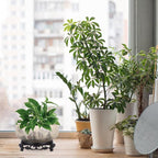 Water Lily Bowl Planter - Narcissus Bonsai Pot Ceramics Hydroponic Lotus Planter Ceramic Water Lily Pot with Stand No Drainage Plant for Plants Display Lucky Bamboo Home Garden Chinese Fish Bowl