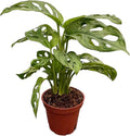 Monstera Swiss Cheese | Live Monstera Adansonii Plant in 6" Pot, Indoor Tropical Houseplant, Easy Care, Low Maintenance, Climbing or Trailing Vine