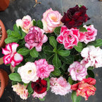 5+ Desert Rose Seeds for Planting Outdoors- Perennial Exotic Tropical Rose Flower Planting Non-GMO Heirloom