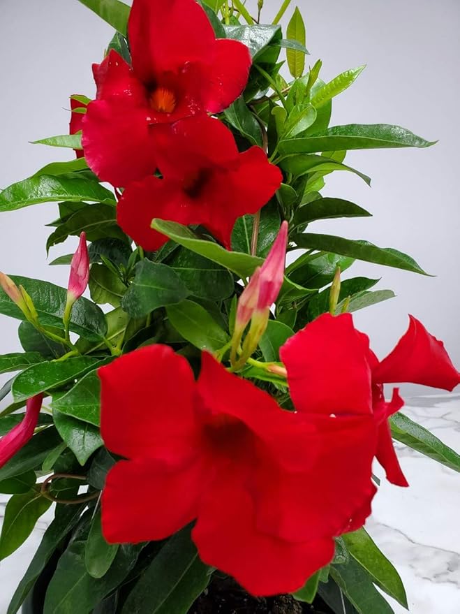 Tropical Plants of Florida Red Mandevilla Plant Live Hanging Basket - 12" Basket - Overall Size 14" Wide by 18"