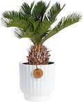 Costa Farms Live Sago Palm, Easy to Grow Live Indoor Plant, Houseplant in Decorative Pot, Home and Room Decor, 1 Foot Tall