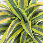 RedCrocus Lemon Lime Dragon Tree Bush- Variegated Indoor & Outdoor Plant- Easy Care Evergreen Foliage- Tolerates Bright, Indirect Light- Pet Safe (Toxic to Cats & Dogs) 10" Pot