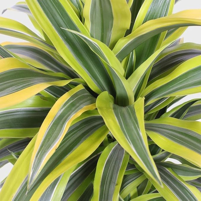 RedCrocus Lemon Lime Dragon Tree Bush- Variegated Indoor & Outdoor Plant- Easy Care Evergreen Foliage- Tolerates Bright, Indirect Light- Pet Safe (Toxic to Cats & Dogs) 10" Pot