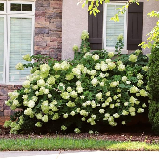 Brighter Blooms - Little Lime® Hydrangea Shrub, 1 Quart - No Shipping to AK, AZ, HI