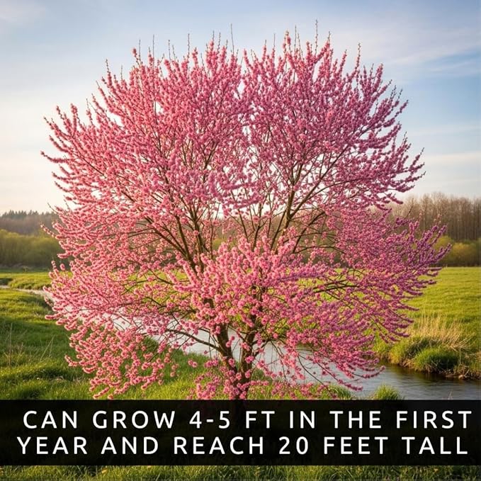 French Pink Pussy Willow Cuttings – 2 Live Pink Pussy Willow Trees – Fresh Salix Cuttings Ready to Plant – Ornamental Catkin Willow Shrubs – Fast Rooting, Cold Hardy Flowering Garden Accent