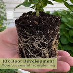 Clovers Garden Gypsy Sweet Pepper Plants– Two (2) Live Plants – Non-GMO - Not Seeds - Each 4" to 8" Tall – in 4" Inch Pots - Sweet Elongated Shape, Large Fruits