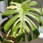 Monstera Plant Live, Rare Tropical Monstera Well Rooted, Live Philodendron Indoor Houseplant 4-8 Inches Ready to Grow (Variegated White Monstera)