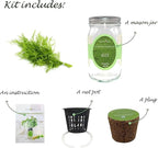 Hydroponic Herb Growing Kit, Self-Watering Mason Jar Herb Garden Starter Kit Indoor, Windowsill Herbs Garden, New Christmas Grden Gift for Mom (Dill)