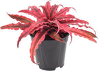 Cryptanthus Super Pink Earth Star Live Indoor Plant in 4 in. Plastic Grower Pot **Cannot Ship to California and Hawaii***