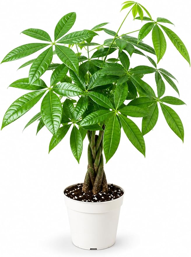 Mini Money Tree Live Plant for Home Decor - Small Money Tree Plant Indoor Houseplant, Small Gift Indoor Plants, Plants Live Houseplants - 4 Inch Pot