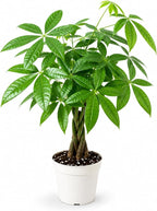 Mini Money Tree Live Plant for Home Decor - Small Money Tree Plant Indoor Houseplant, Small Gift Indoor Plants, Plants Live Houseplants - 4 Inch Pot