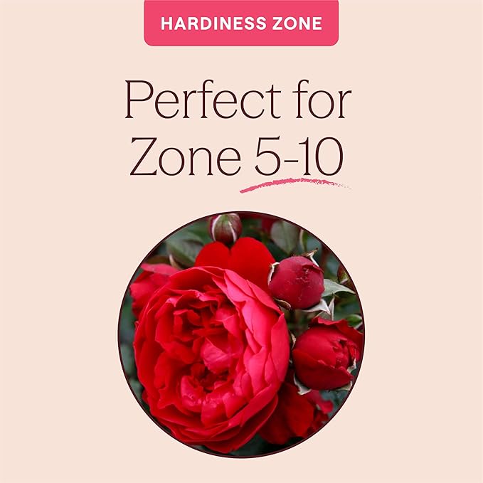 Heirloom Climbing Roses, Live Own Root Plant for Outdoor Garden, Arborose® Florentina, Moderately Fragrant, Hardiness Zones 5-10, Continual Blooming