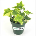 Live Air Purifying English Ivy Variegated Plant (Hedera Helix) – 4” Pot | Easy-Care Indoor Trailing Vine for Home, Office & Apartment Décor | Fast-Growing Houseplant by JitoHouse